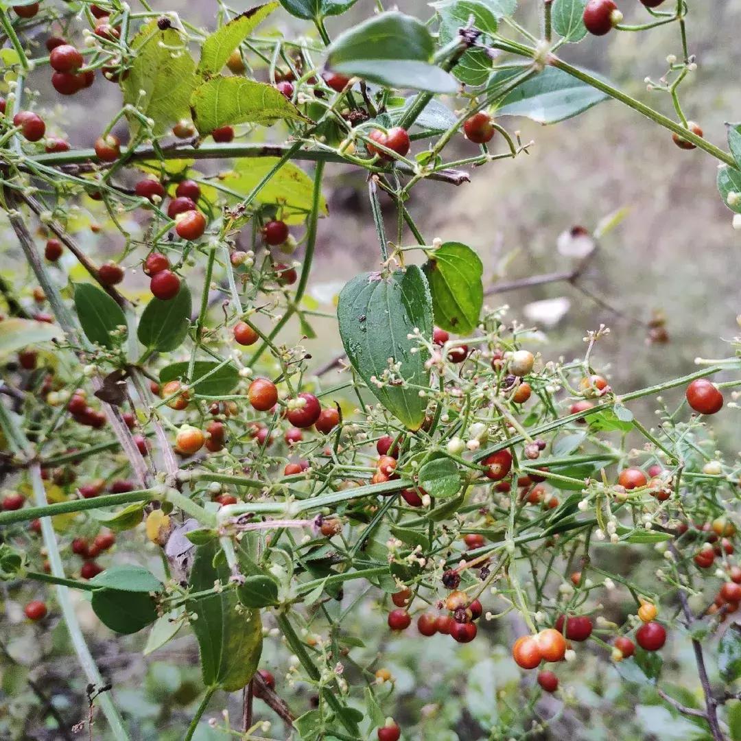卫辉柳树岭的黄栌红了,卫辉黄栌
