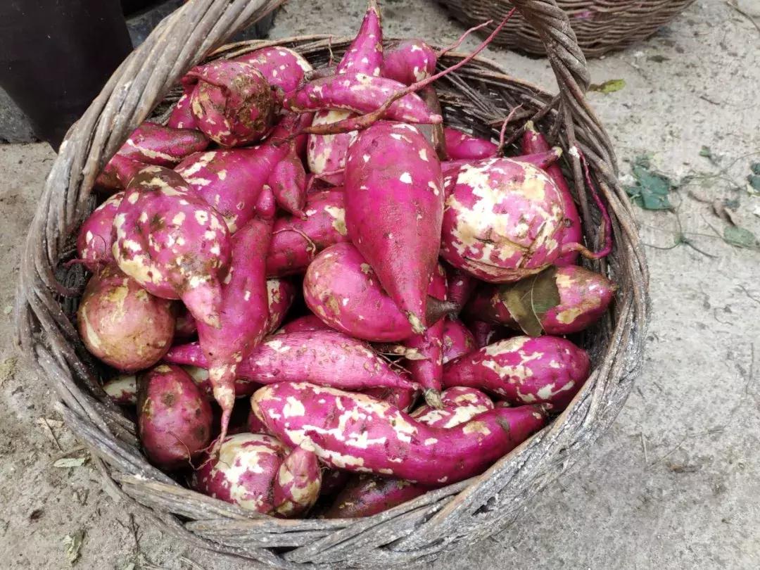 卫辉柳树岭的黄栌红了,卫辉黄栌