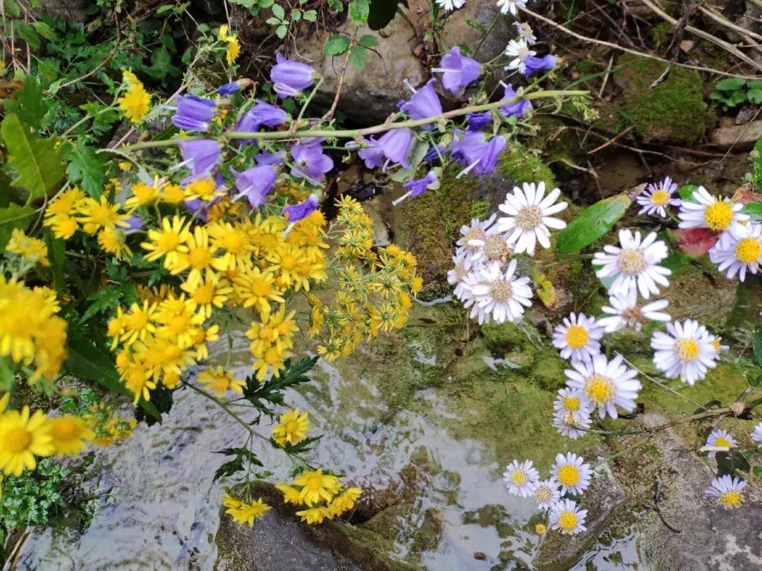 卫辉柳树岭的黄栌红了,卫辉黄栌