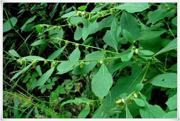 天精中药别名,天名精属介绍
