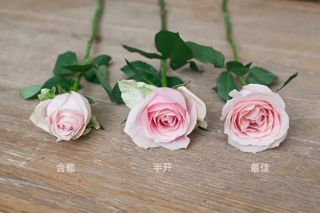 7招教你如何挑选一束“完美玫瑰”