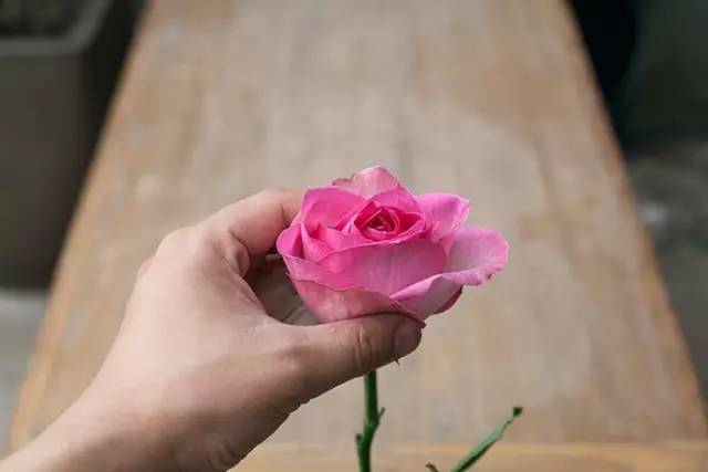 7招教你如何挑选一束“完美玫瑰”