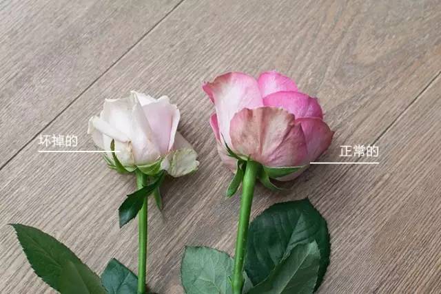7招教你如何挑选一束“完美玫瑰”