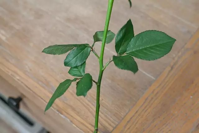 7招教你如何挑选一束“完美玫瑰”