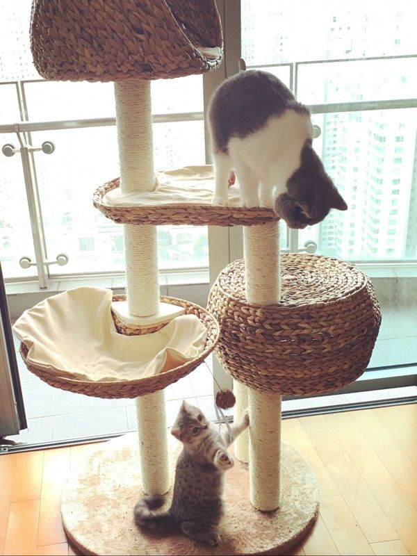 刚开始养猫要准备些什么,第一次养猫的你一定需要这个清单