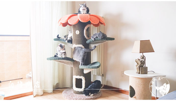 刚开始养猫要准备些什么,第一次养猫的你一定需要这个清单