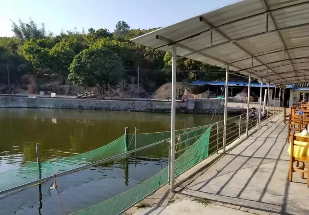 珠海吃鱼排行榜第一名,珠海美食必吃榜第一名