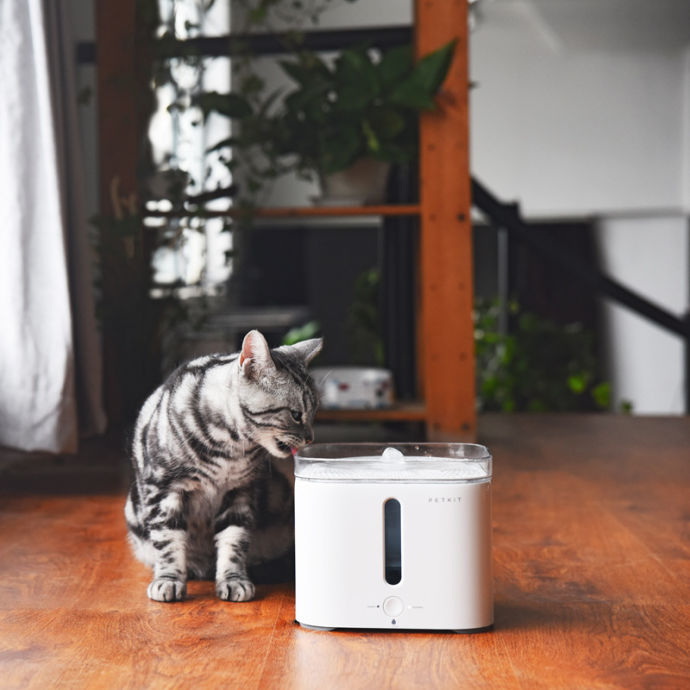 刚开始养猫要准备些什么,第一次养猫的你一定需要这个清单