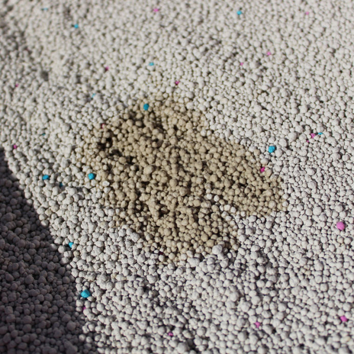 刚开始养猫要准备些什么,第一次养猫的你一定需要这个清单