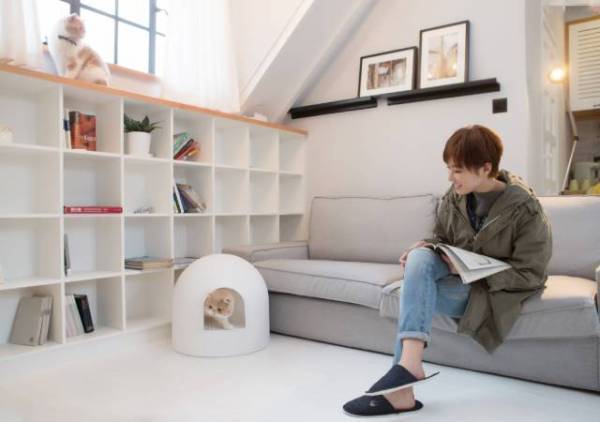 刚开始养猫要准备些什么,第一次养猫的你一定需要这个清单