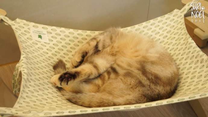 刚开始养猫要准备些什么,第一次养猫的你一定需要这个清单