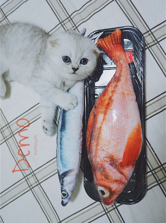 刚开始养猫要准备些什么,第一次养猫的你一定需要这个清单