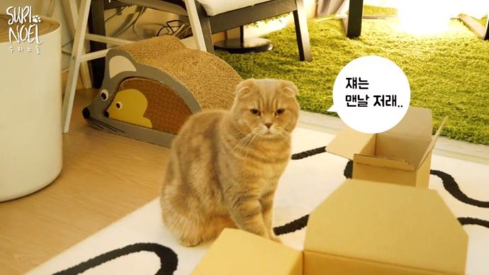 刚开始养猫要准备些什么,第一次养猫的你一定需要这个清单