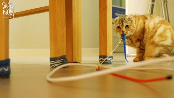 刚开始养猫要准备些什么,第一次养猫的你一定需要这个清单