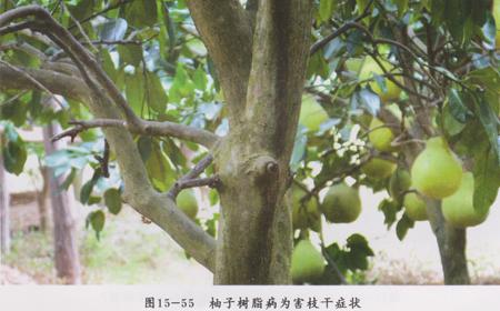 柑橘果实树脂病的各种症状,柚子树会有柑橘树脂病症状吗