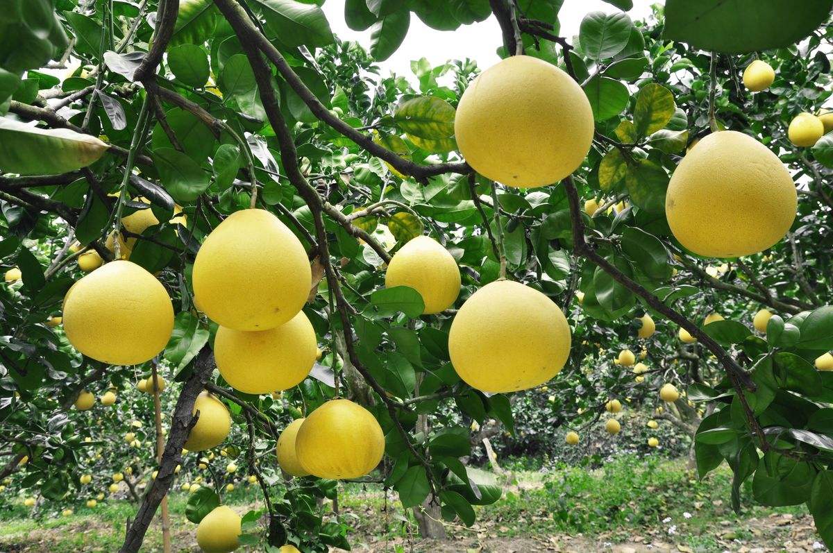 柑橘果实树脂病的各种症状,柚子树会有柑橘树脂病症状吗