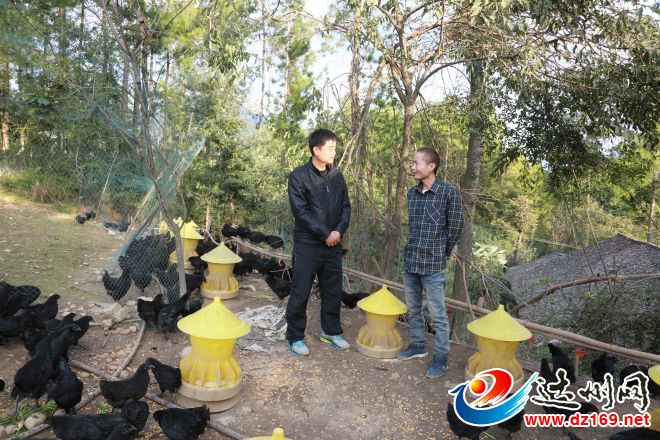 万源“卖鸡哥”为啥点击量破了10万+