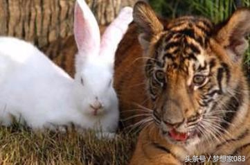 本想给老虎改善生活，将兔子丢了进去，第二天去查看时顿时傻了眼