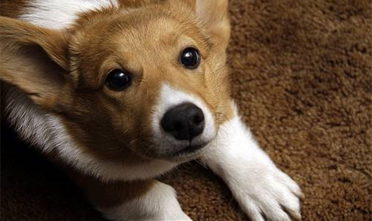 狗狗泪痕造成的变色毛发怎么解决,狗狗泪痕用氯霉素好还是红霉素好