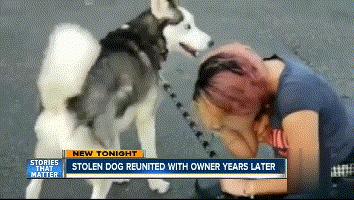 狗狗失踪2年重聚完整版,狗狗失踪两天还找得回来吗