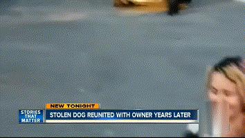 狗狗失踪2年重聚完整版,狗狗失踪两天还找得回来吗