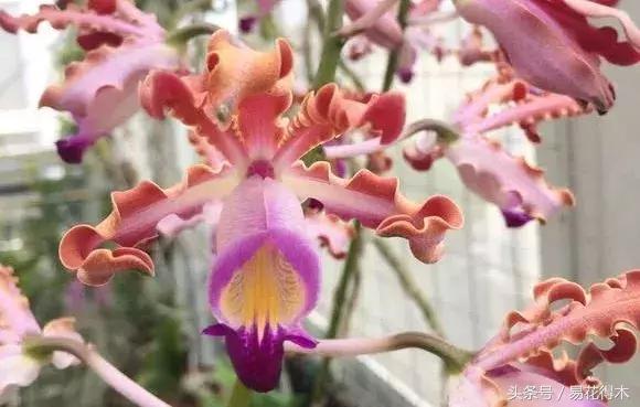 香蕉兰和翠兰有什么区别,兰花四季兰最好最香的品种