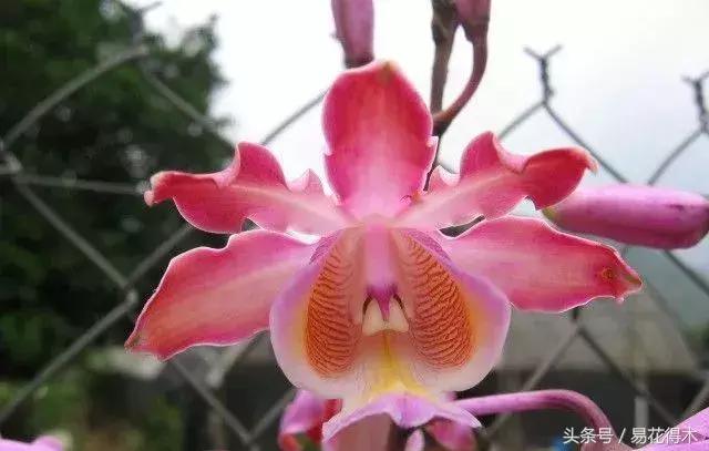 香蕉兰和翠兰有什么区别,兰花四季兰最好最香的品种