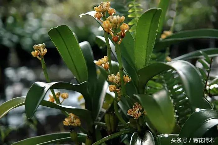 香蕉兰和翠兰有什么区别,兰花四季兰最好最香的品种