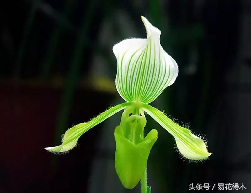 香蕉兰和翠兰有什么区别,兰花四季兰最好最香的品种