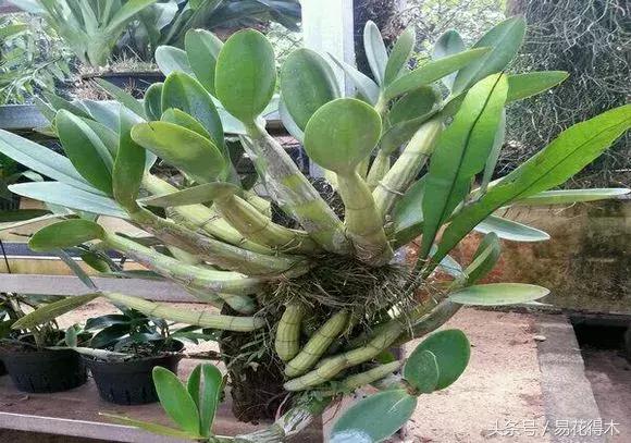 香蕉兰和翠兰有什么区别,兰花四季兰最好最香的品种