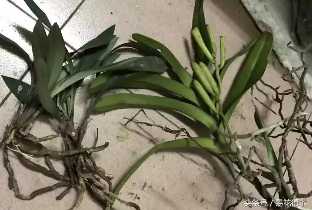 香蕉兰和翠兰有什么区别,兰花四季兰最好最香的品种