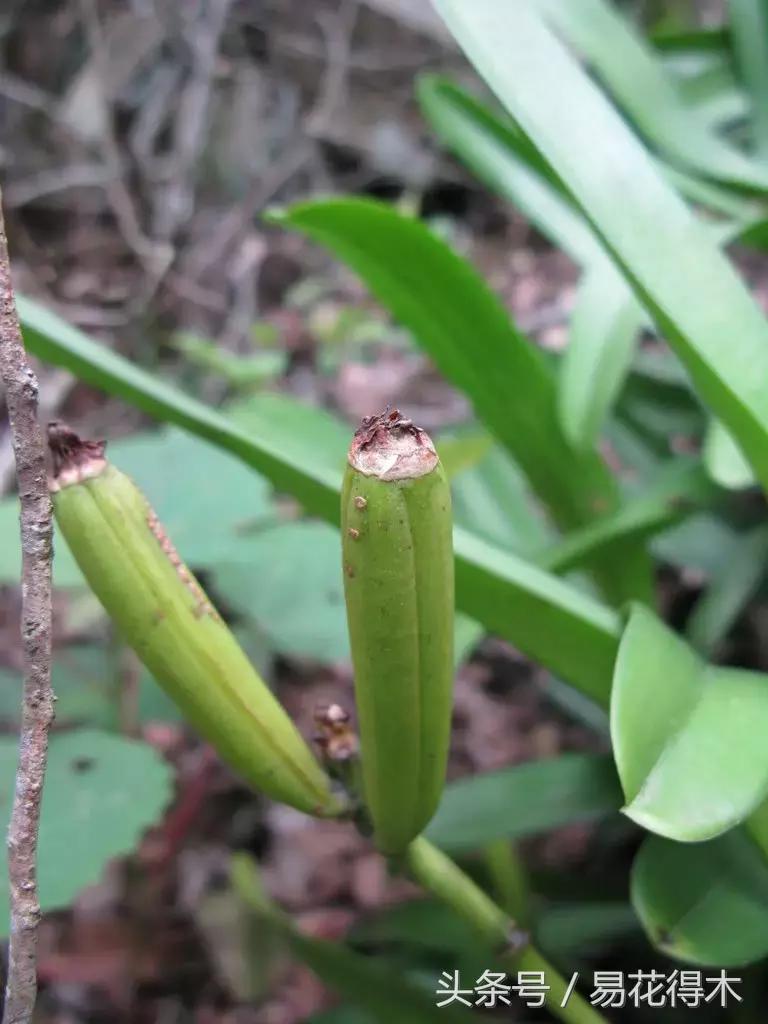 香蕉兰和翠兰有什么区别,兰花四季兰最好最香的品种