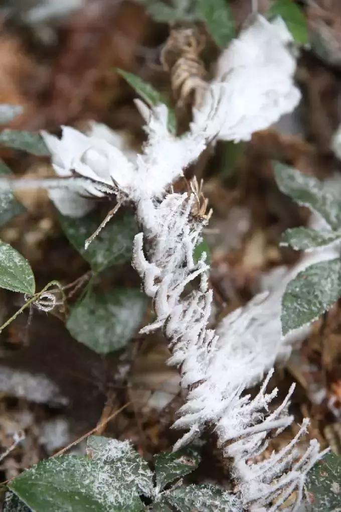 重庆冬天看雪景点,重庆最近看雪景的十大绝佳地点