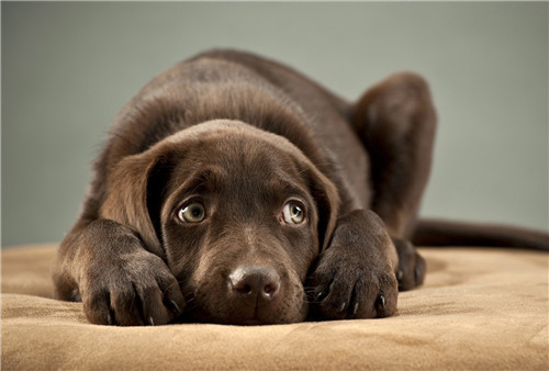 犬瘟热中兽医辨证论治,犬瘟热后遗症中兽医治疗