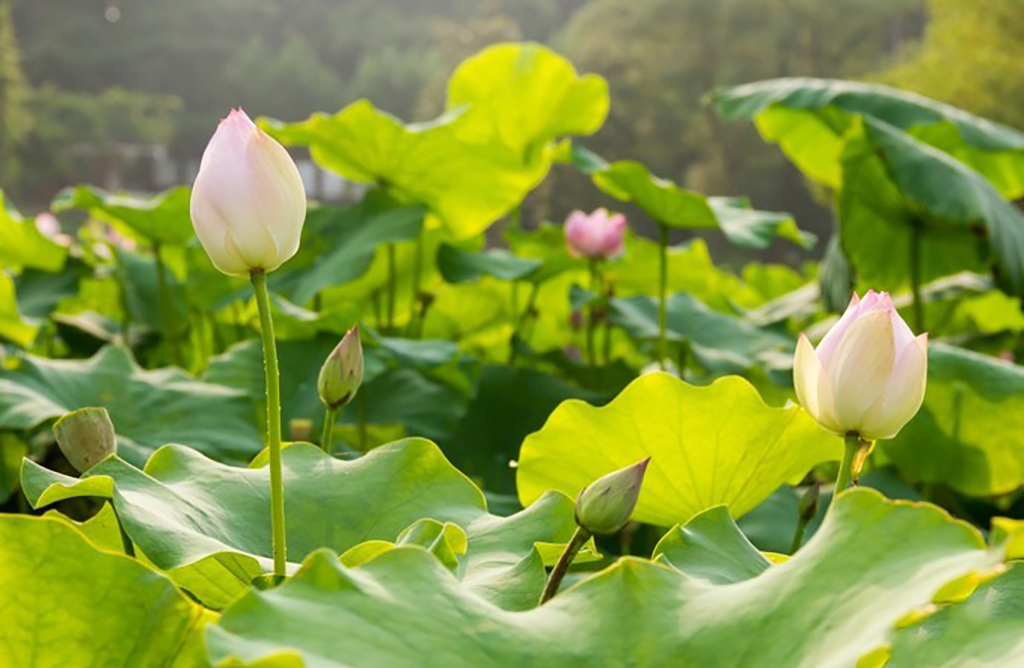东湖磨山风景区半日游攻略图,东湖磨山景区视频春游