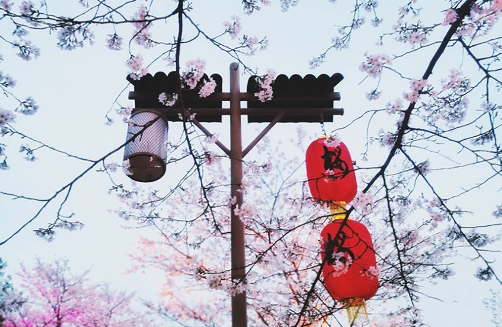 东湖磨山风景区半日游攻略图,东湖磨山景区视频春游