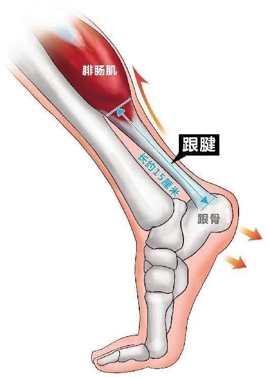 跟腱疼痛的康复与预防,跟腱康复训练最佳方法视频教程