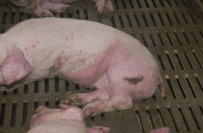 猪场仔猪突然无法站立，高烧不退，解刨图奉上希望大家指导一下！