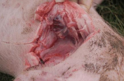 猪场仔猪突然无法站立，高烧不退，解刨图奉上希望大家指导一下！