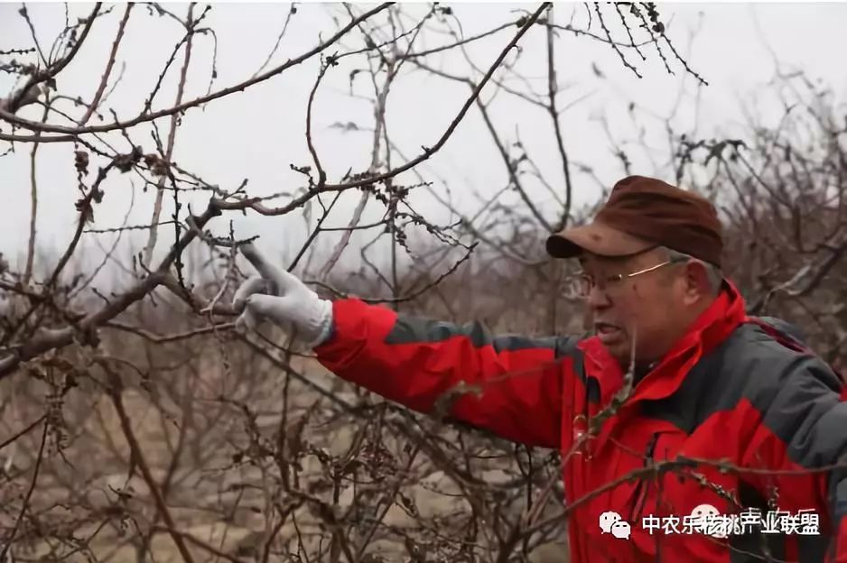 怎样让核桃快速发芽,如何使核桃树快速进入盛果期