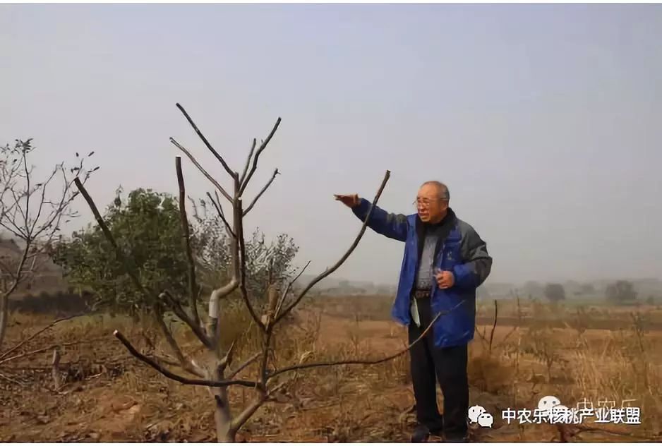 怎样让核桃快速发芽,如何使核桃树快速进入盛果期