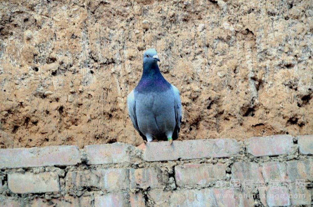 为什么想用鸽子血纹身,真实记录鸽子血纹身