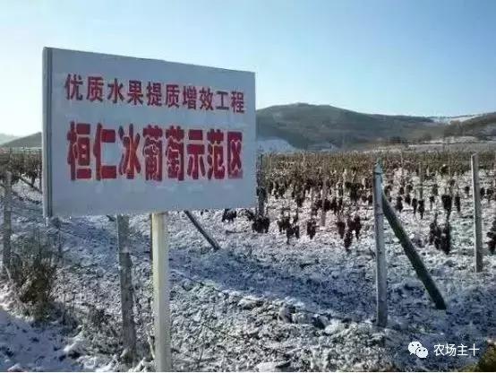 他用一块地做火2个产业,在冰葡萄田里把黑豆卖出4000万