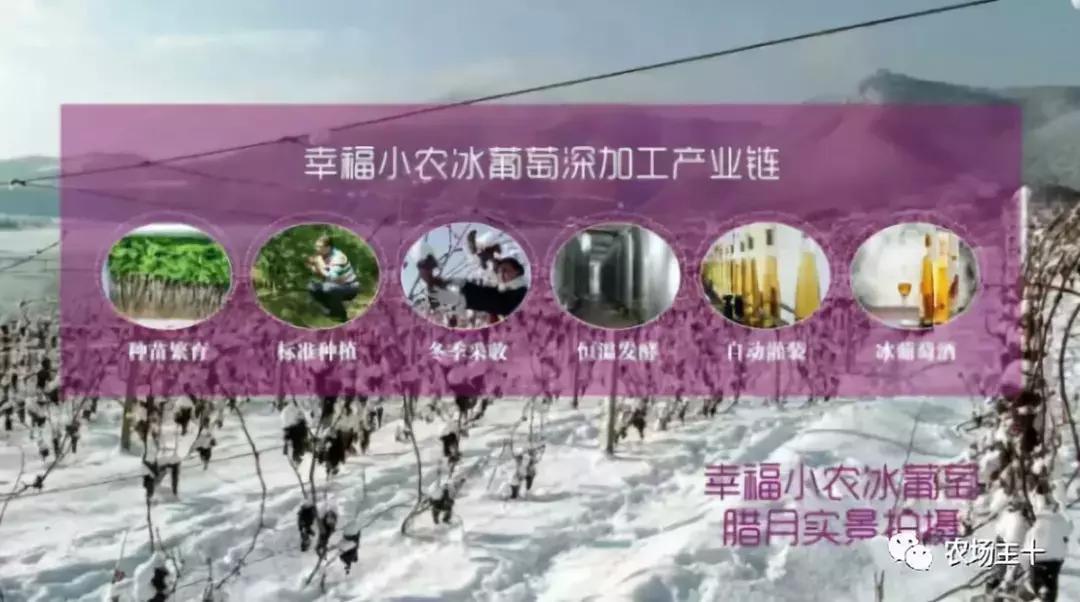 他用一块地做火2个产业,在冰葡萄田里把黑豆卖出4000万