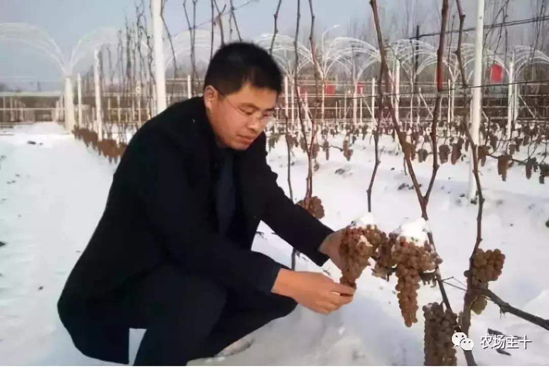 他用一块地做火2个产业,在冰葡萄田里把黑豆卖出4000万
