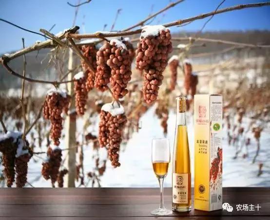 他用一块地做火2个产业,在冰葡萄田里把黑豆卖出4000万