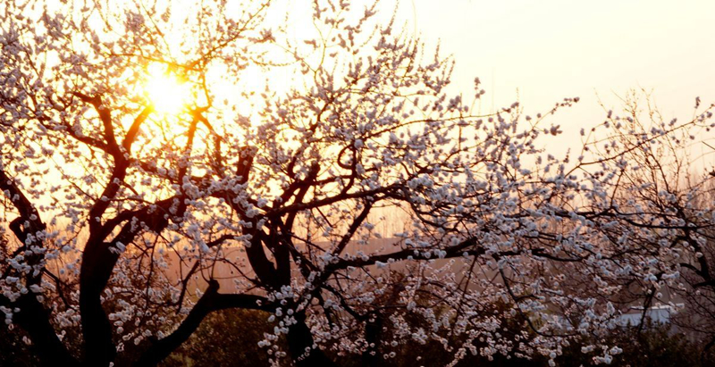 中医坐堂的来历,大夫行医坐堂的堂起源于什么