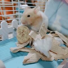 金丝熊饲养手册小短片,怎么在学校饲养金丝熊