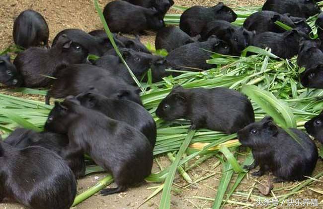 什么特种养殖业风险小利润大呢,养殖业要想赚大钱必须抓住这几点