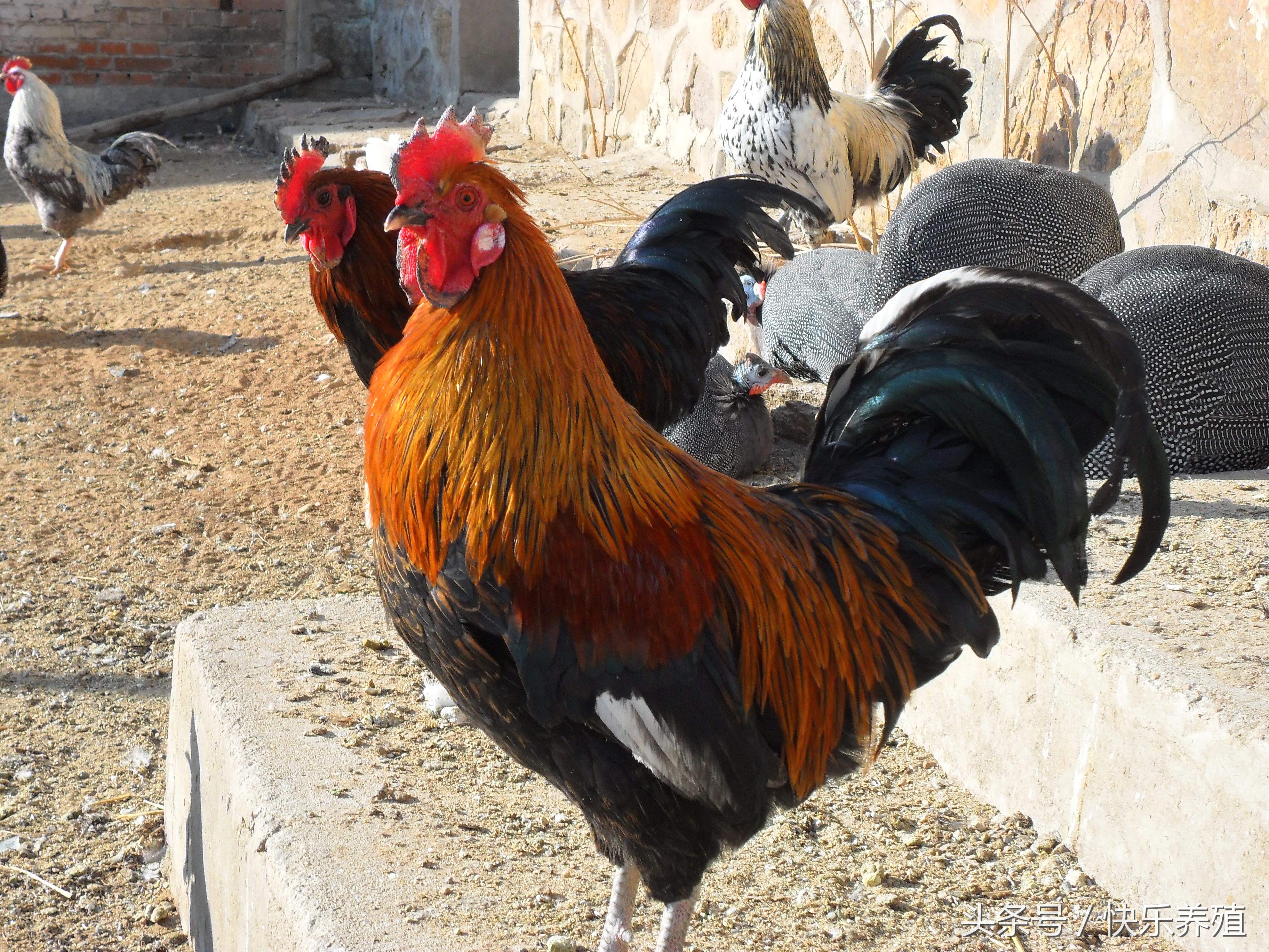 什么特种养殖业风险小利润大呢,养殖业要想赚大钱必须抓住这几点